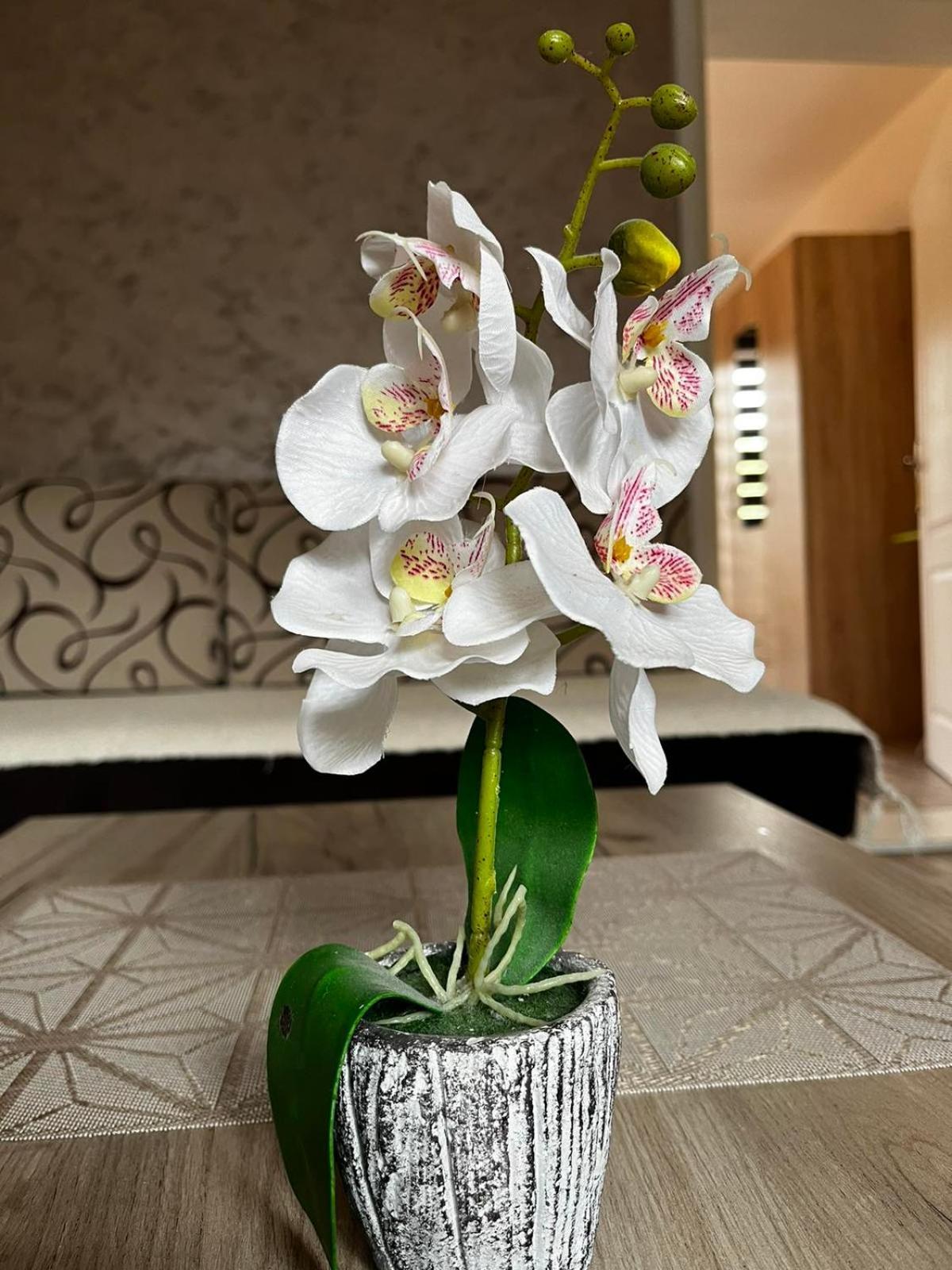 Apartmani Nikolic Višegrad Kamer foto